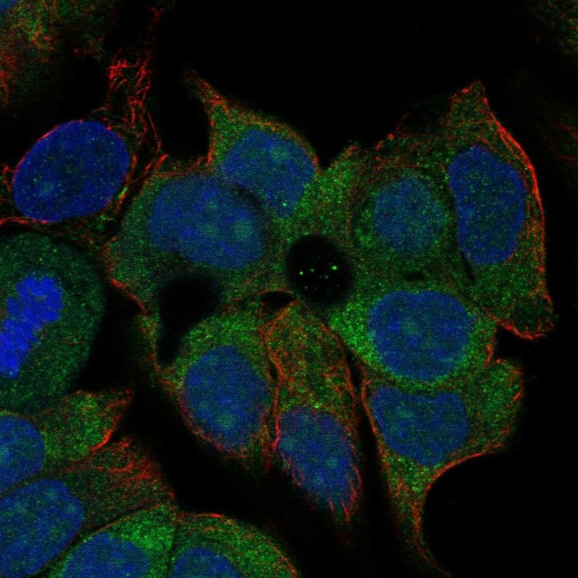 KCNN4 Antibody in Immunocytochemistry (ICC/IF)