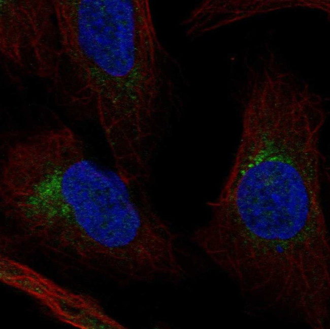 FKBP10 Antibody in Immunocytochemistry (ICC/IF)