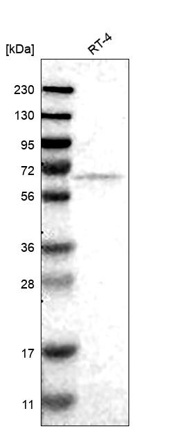 FKBP10 Antibody in Western Blot (WB)