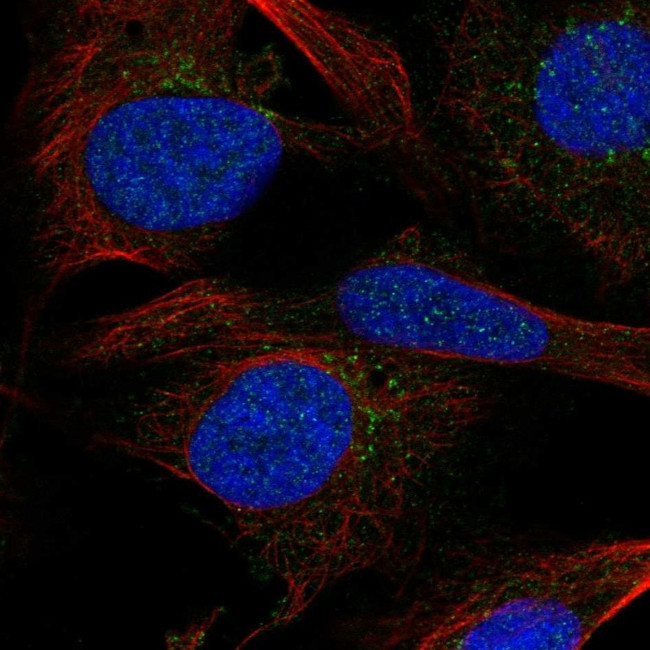 SGMS2 Antibody in Immunocytochemistry (ICC/IF)