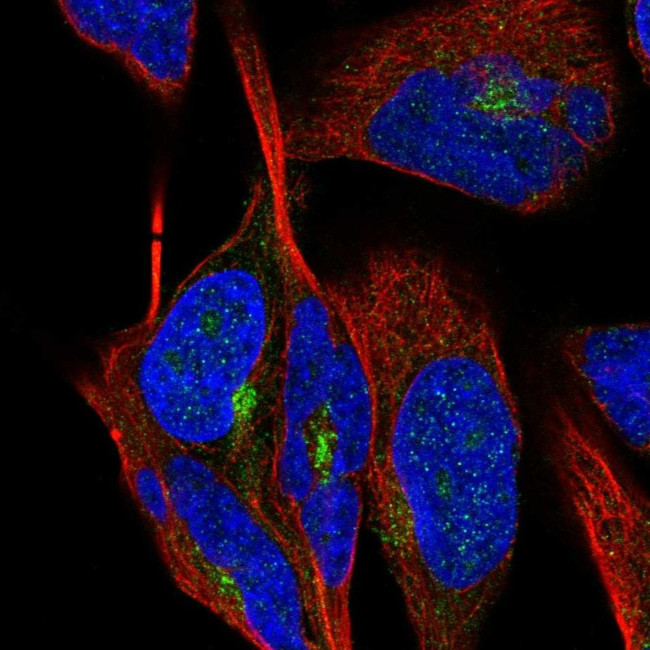 LCA5 Antibody in Immunocytochemistry (ICC/IF)