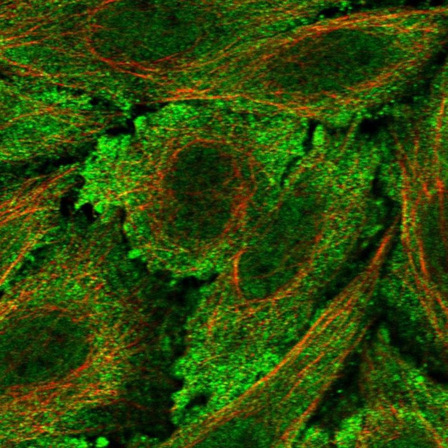 LCA5L Antibody in Immunocytochemistry (ICC/IF)