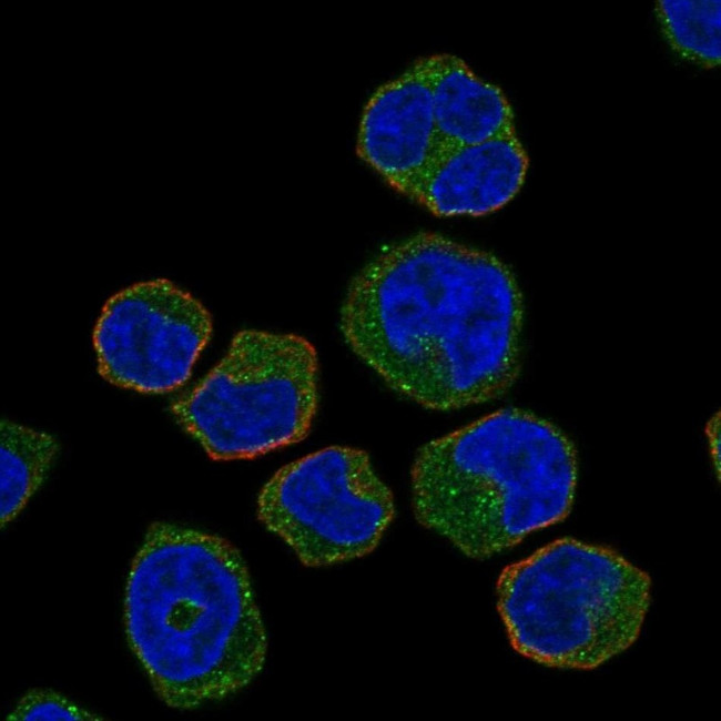 HCK Antibody in Immunocytochemistry (ICC/IF)