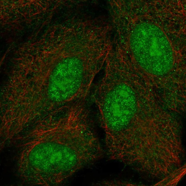 PYDC2 Antibody in Immunocytochemistry (ICC/IF)