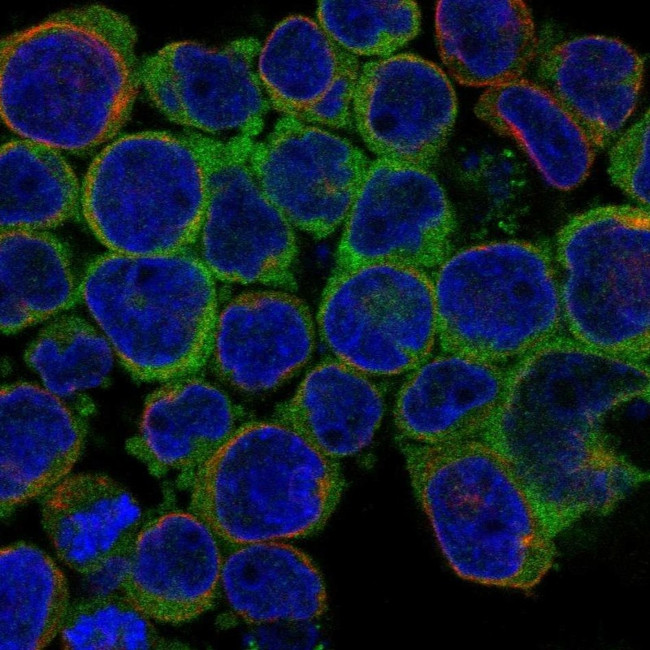 STS1 Antibody in Immunocytochemistry (ICC/IF)