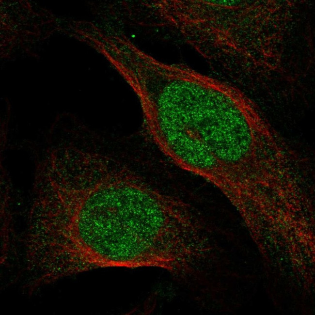 OSGEP Antibody in Immunocytochemistry (ICC/IF)