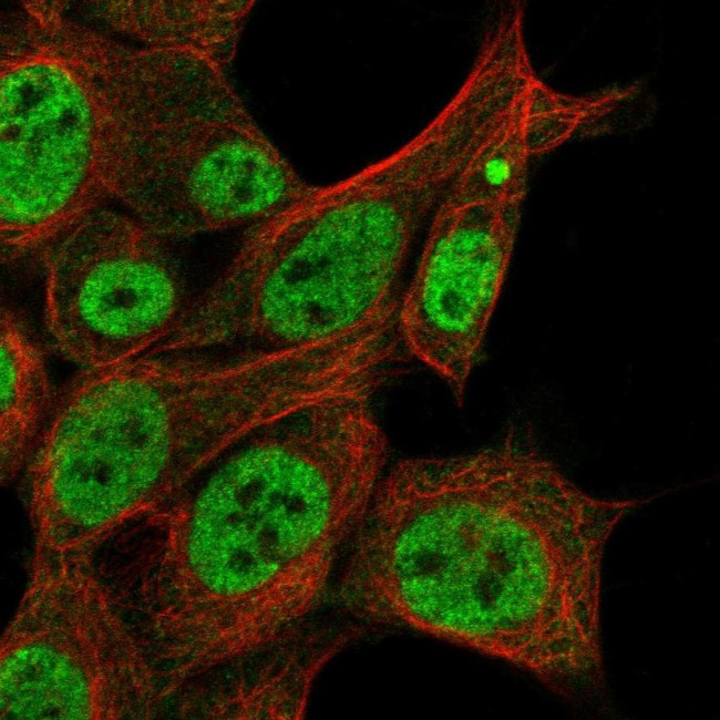 ZAR1L Antibody in Immunocytochemistry (ICC/IF)