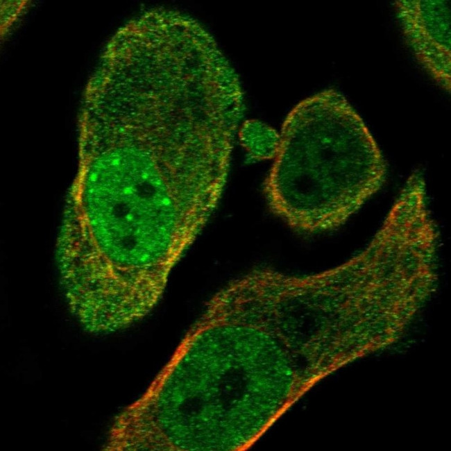 PARG Antibody in Immunocytochemistry (ICC/IF)