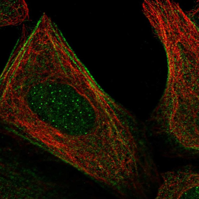 ELMOD2 Antibody in Immunocytochemistry (ICC/IF)