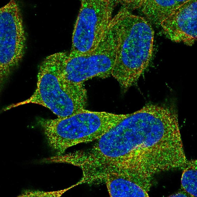 JPH4 Antibody in Immunocytochemistry (ICC/IF)