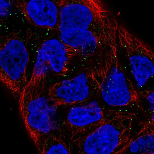 VNN1 Antibody in Immunocytochemistry (ICC/IF)