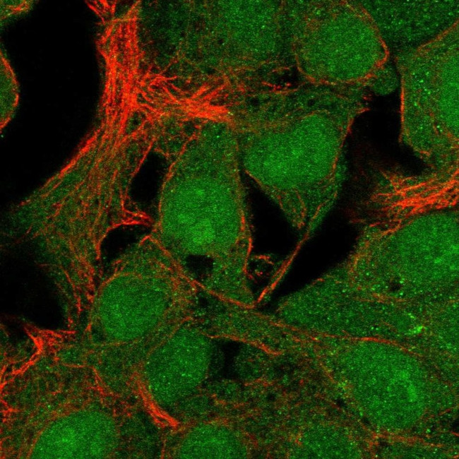 C19orf67 Antibody in Immunocytochemistry (ICC/IF)