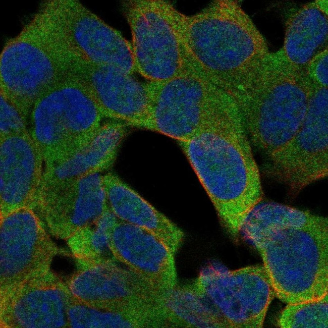 PTGDR Antibody in Immunocytochemistry (ICC/IF)