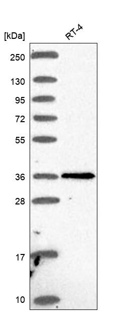 PTGDR Antibody in Western Blot (WB)