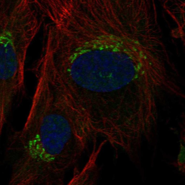 TNFRSF11B Antibody in Immunocytochemistry (ICC/IF)