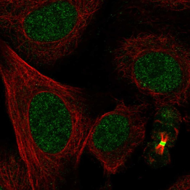 L3MBTL1 Antibody in Immunocytochemistry (ICC/IF)