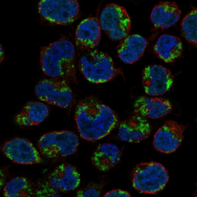 Granzyme K Antibody in Immunocytochemistry (ICC/IF)