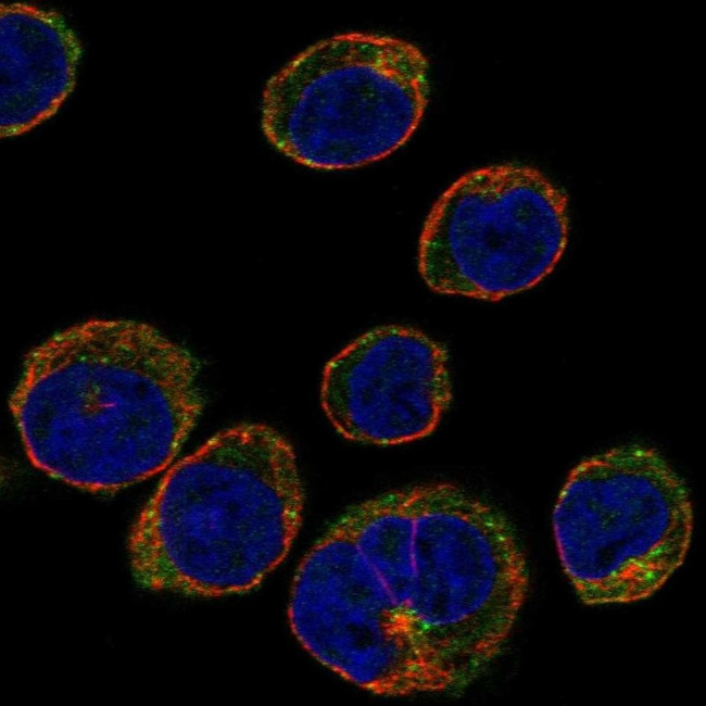 STAM Antibody in Immunocytochemistry (ICC/IF)