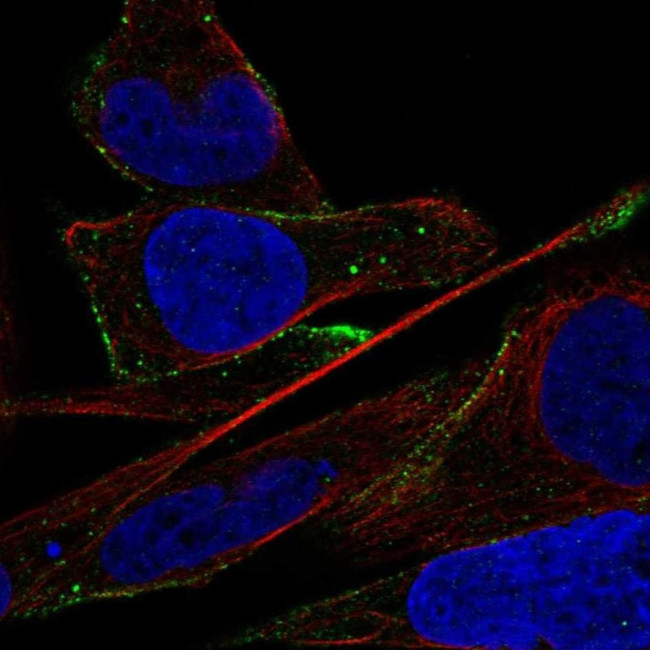 ADAMTS16 Antibody in Immunocytochemistry (ICC/IF)