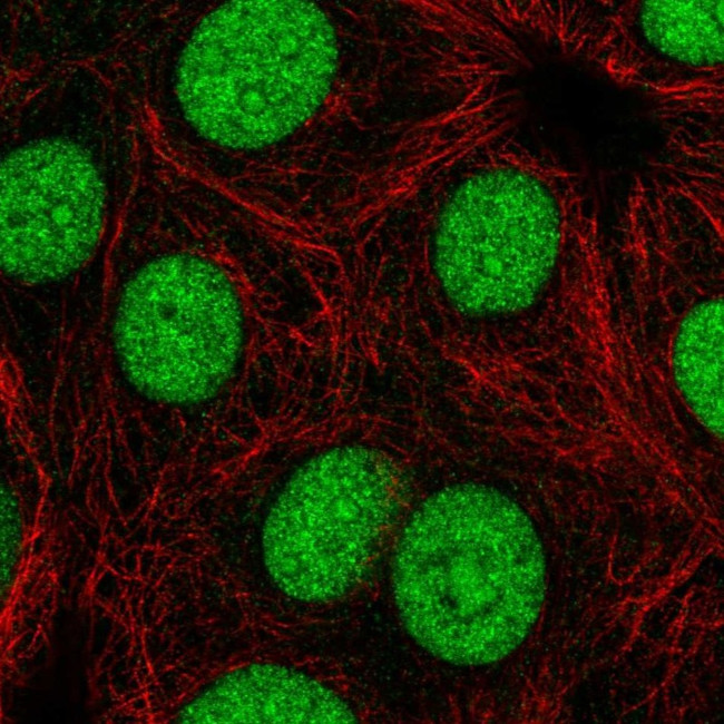 Cyclin Y Antibody in Immunocytochemistry (ICC/IF)