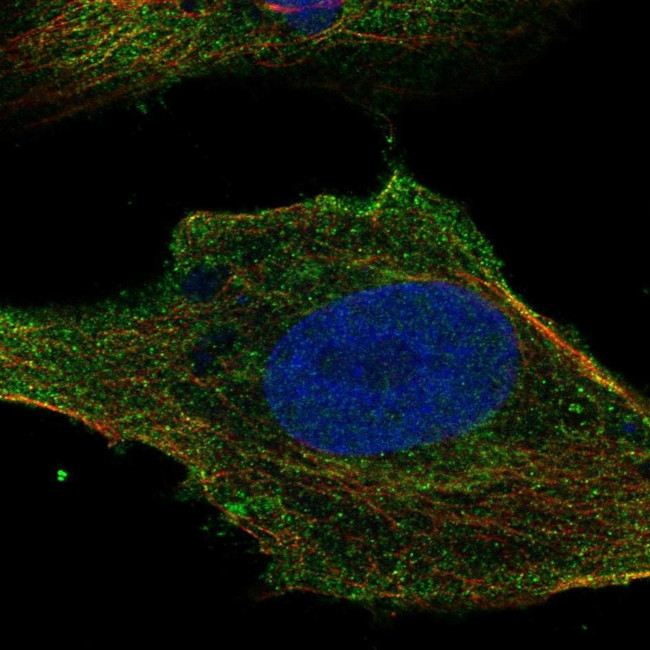 SLC6A7 Antibody in Immunocytochemistry (ICC/IF)