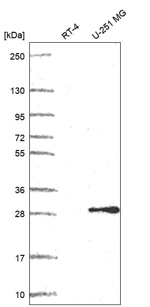 POP4 Antibody in Western Blot (WB)