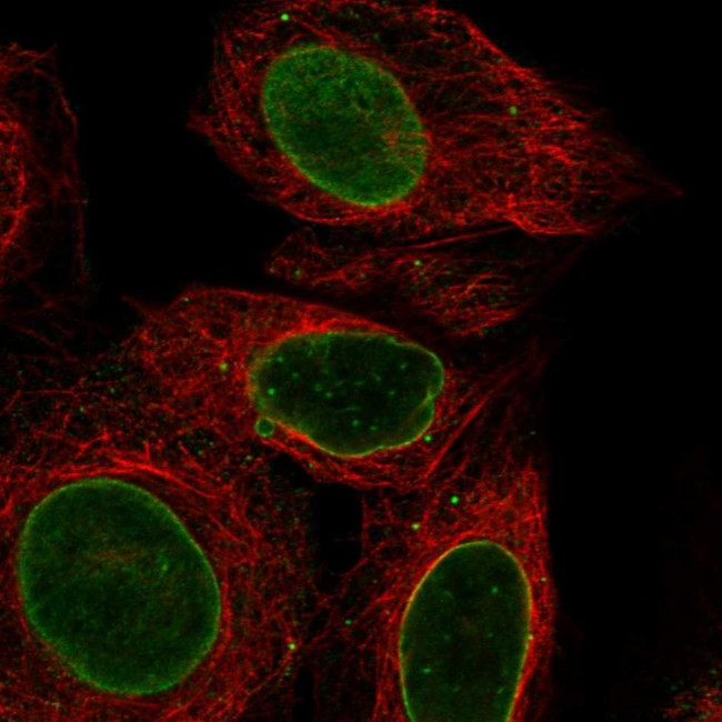 DBX2 Antibody in Immunocytochemistry (ICC/IF)