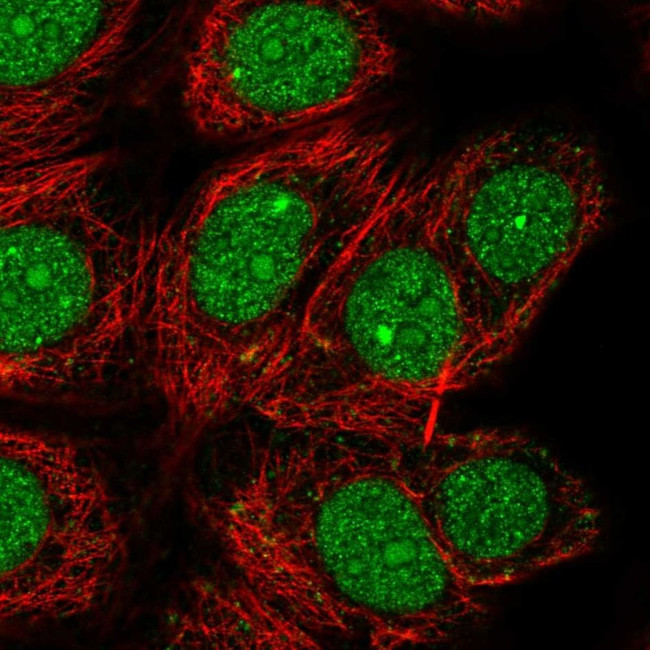 DEDD Antibody in Immunocytochemistry (ICC/IF)