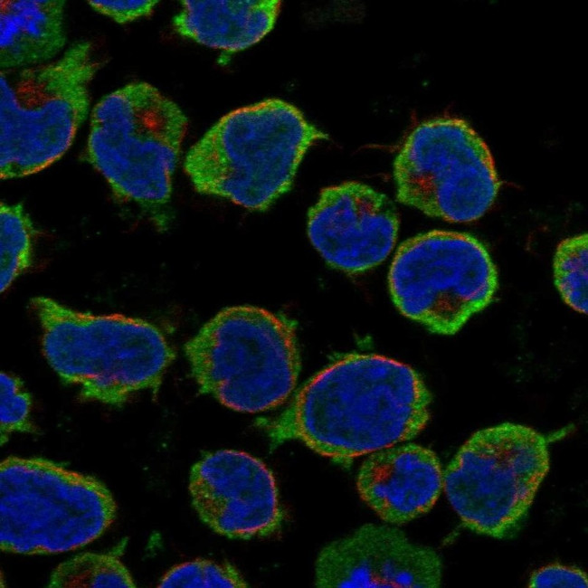 CCR9 Antibody in Immunocytochemistry (ICC/IF)