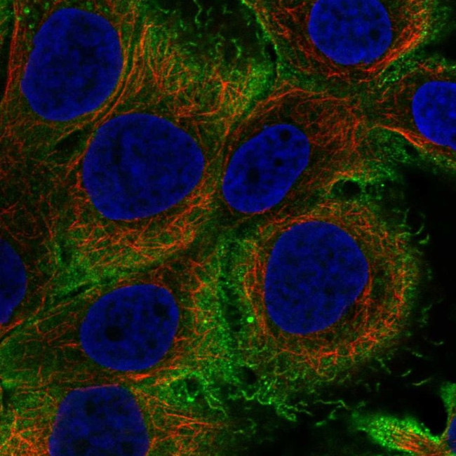 IL1F9 Antibody in Immunocytochemistry (ICC/IF)