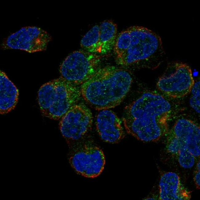 CD1c Antibody in Immunocytochemistry (ICC/IF)