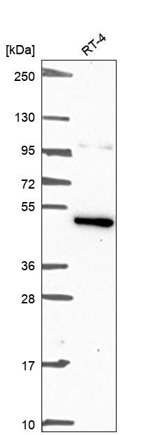 JNK3 Antibody in Western Blot (WB)