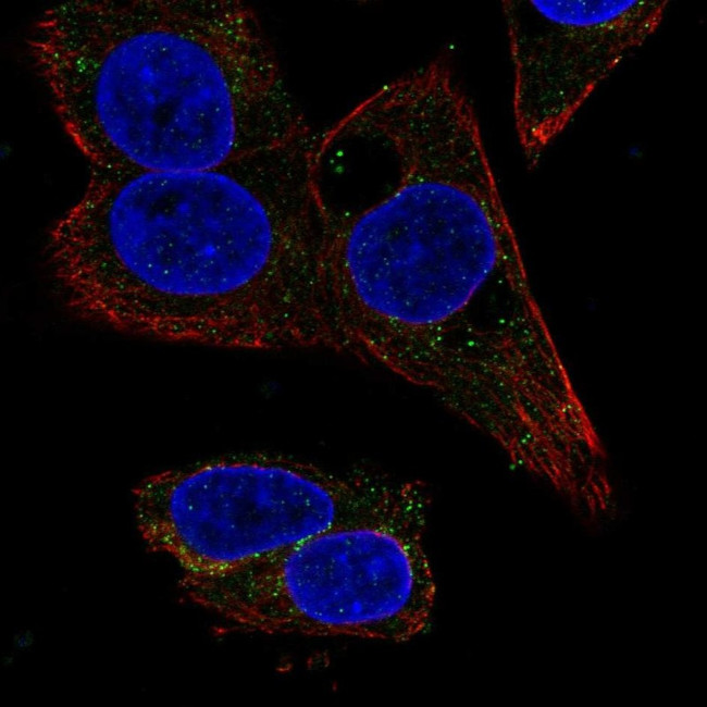 SERPINA4 Antibody in Immunocytochemistry (ICC/IF)