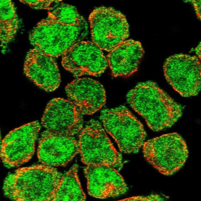 CITED2 Antibody in Immunocytochemistry (ICC/IF)