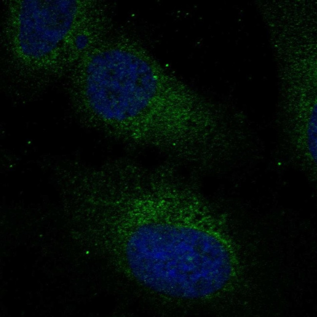 RABL3 Antibody in Immunocytochemistry (ICC/IF)