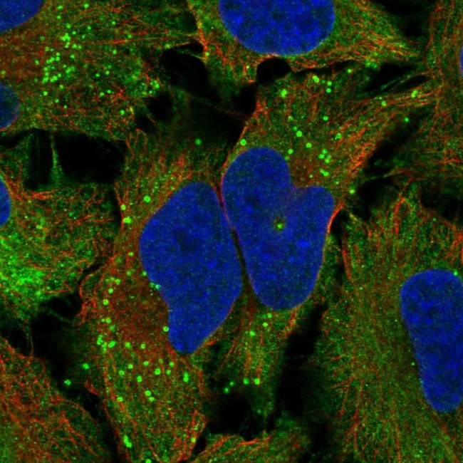 TAS2R10 Antibody in Immunocytochemistry (ICC/IF)