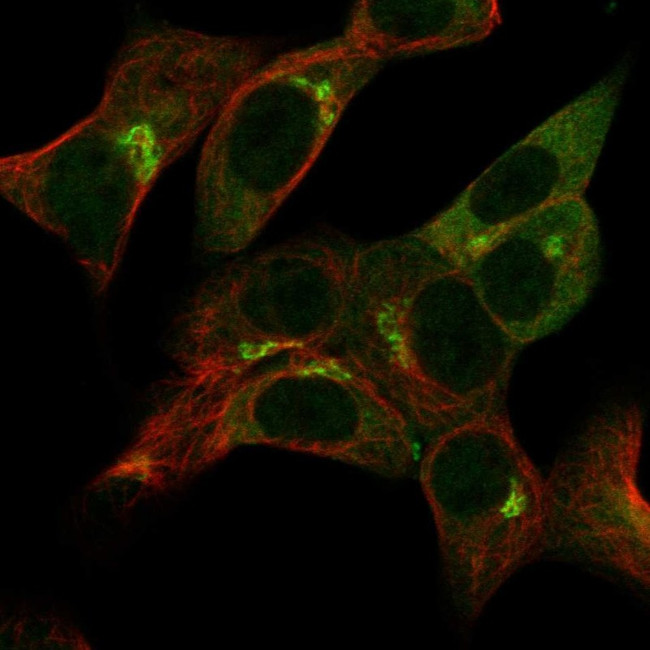 gamma Adaptin Antibody in Immunocytochemistry (ICC/IF)