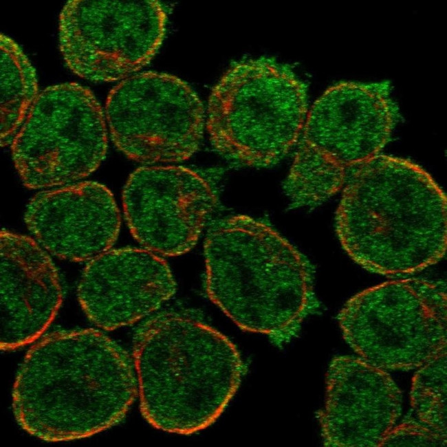 IGFLR1 Antibody in Immunocytochemistry (ICC/IF)