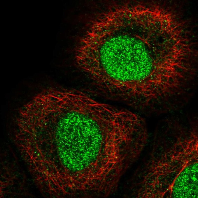 IRF1 Antibody in Immunocytochemistry (ICC/IF)