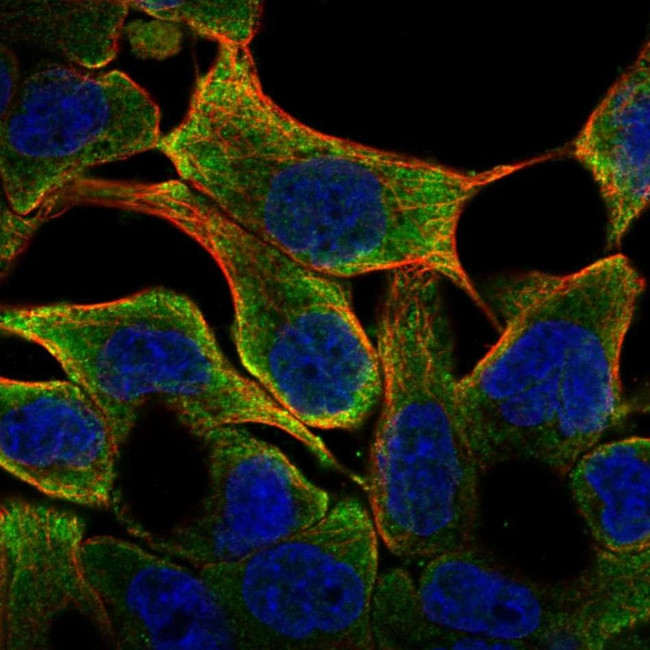 LIPM Antibody in Immunocytochemistry (ICC/IF)