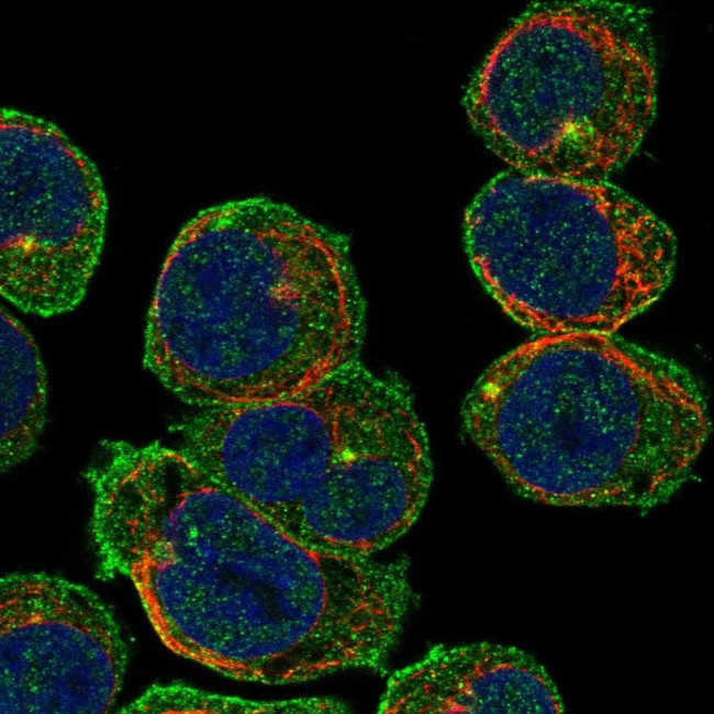 CEP63 Antibody in Immunocytochemistry (ICC/IF)