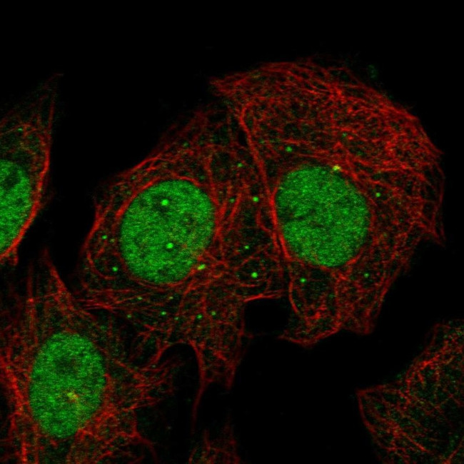 PAF1 Antibody in Immunocytochemistry (ICC/IF)