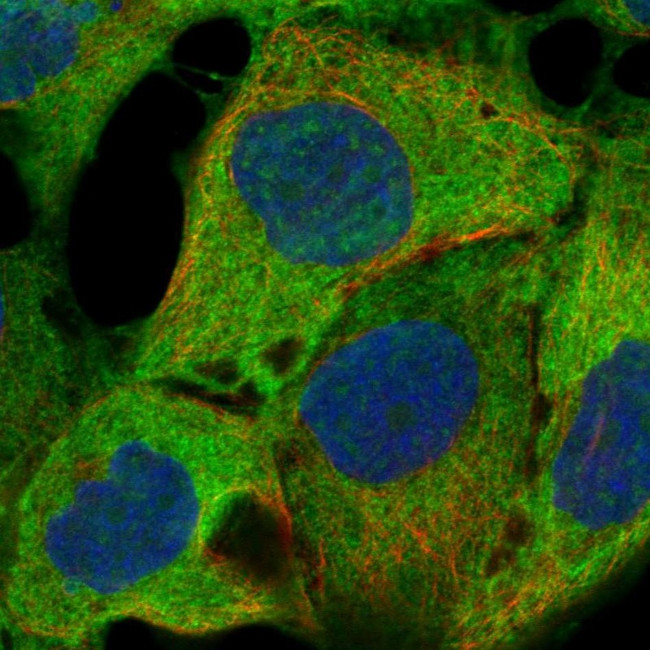 JNK2 Antibody in Immunocytochemistry (ICC/IF)