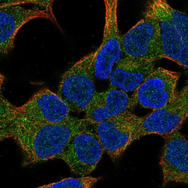 K-Ras Antibody in Immunocytochemistry (ICC/IF)