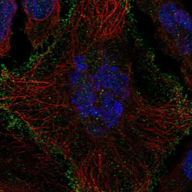 OATP2 Antibody in Immunocytochemistry (ICC/IF)