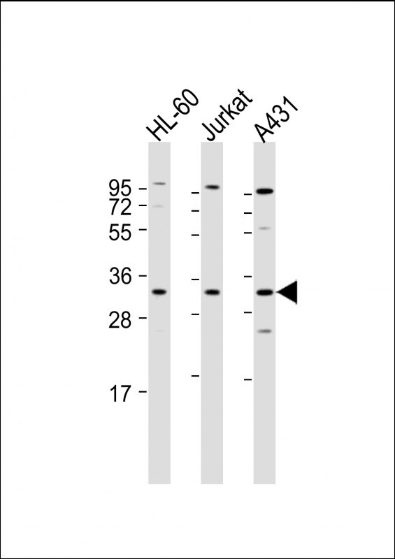 Caspase 3 Antibody in Western Blot (WB)