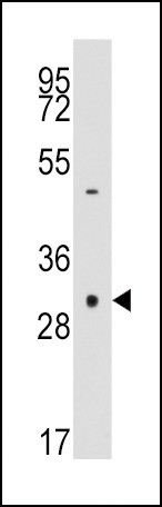 Caspase 3 Antibody in Western Blot (WB)