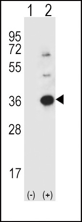 Caspase 3 Antibody in Western Blot (WB)