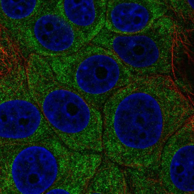 p38 MAPK beta Antibody in Immunocytochemistry (ICC/IF)