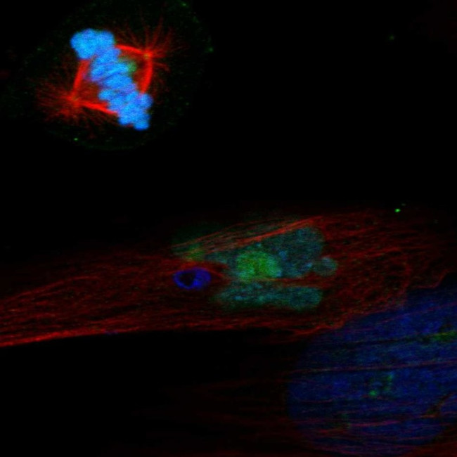 PELO Antibody in Immunocytochemistry (ICC/IF)